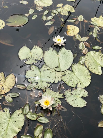 Священный лотос и водная флора в спокойных водах