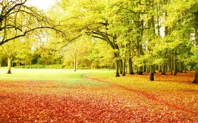 Vibrante arboleda de otoño con árboles de hoja caduca iluminados por el sol y hojas caídas