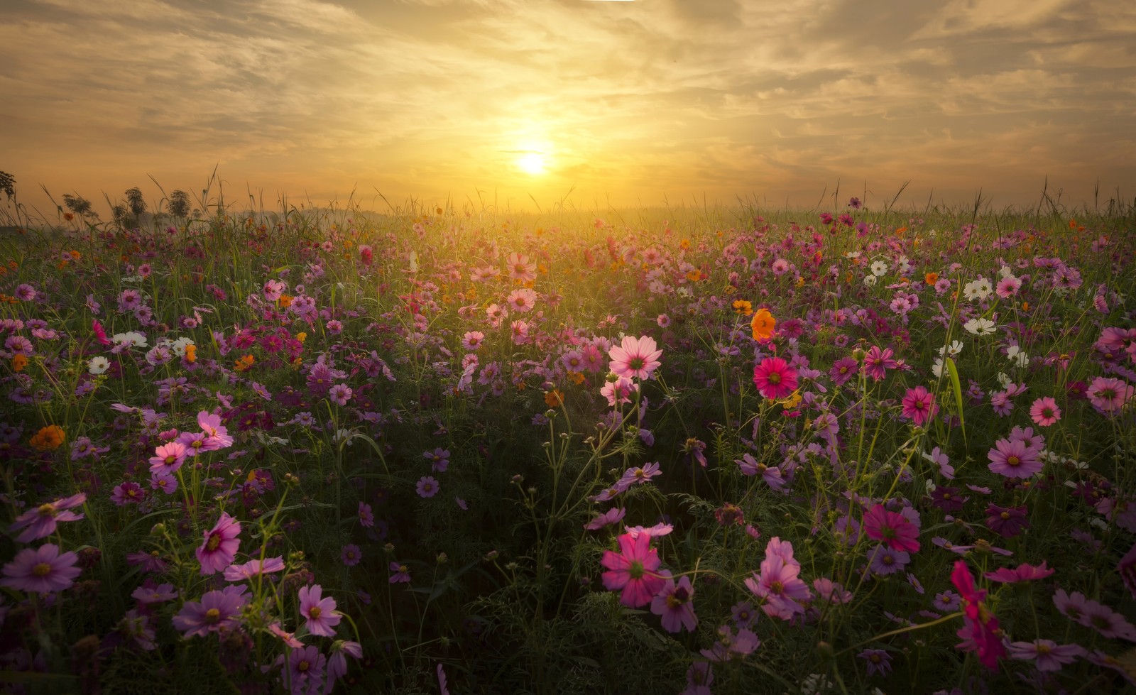 Un champ de fleurs avec le soleil se couchant en arrière-plan (fleur, prairie, fleur sauvage, lever de soleil, écosystème)