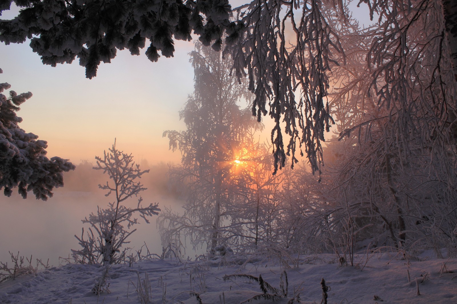 Snowy trees and bushes in the foreground with a sun setting (winter, snow, sunset, tree, morning)