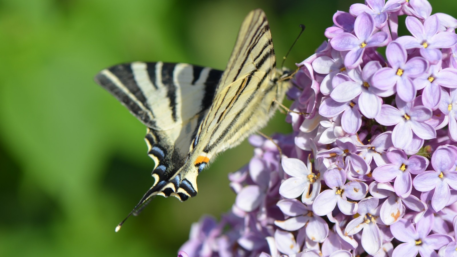 Un papillon est assis sur une fleur (lilas, insecte, fleur, papillon, papillons de nuit et papillons)