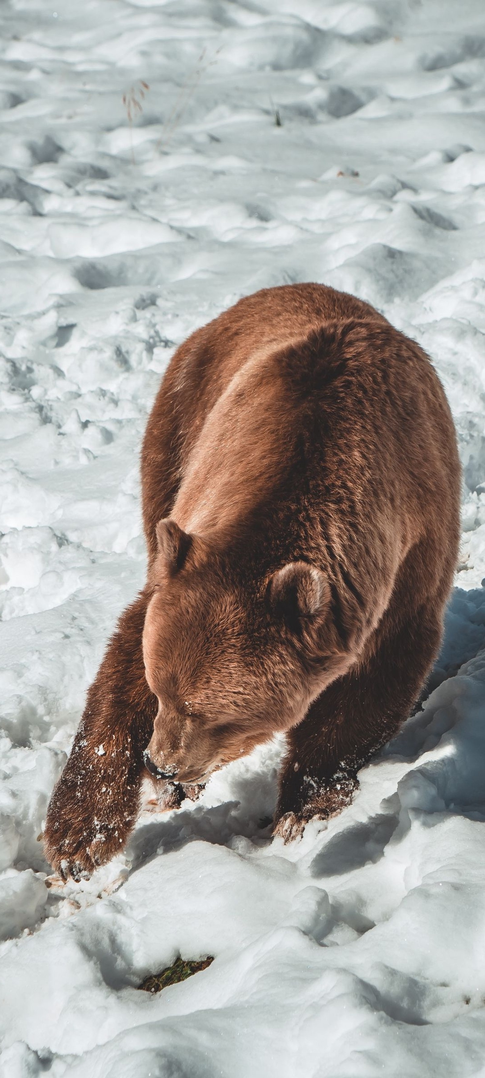 Hay un oso pardo caminando en la nieve (oso pardo, oso grizzly, oso negro americano, panda gigante, nieve)