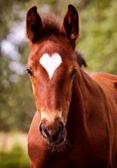 Marca en forma de corazón en la frente de un caballo