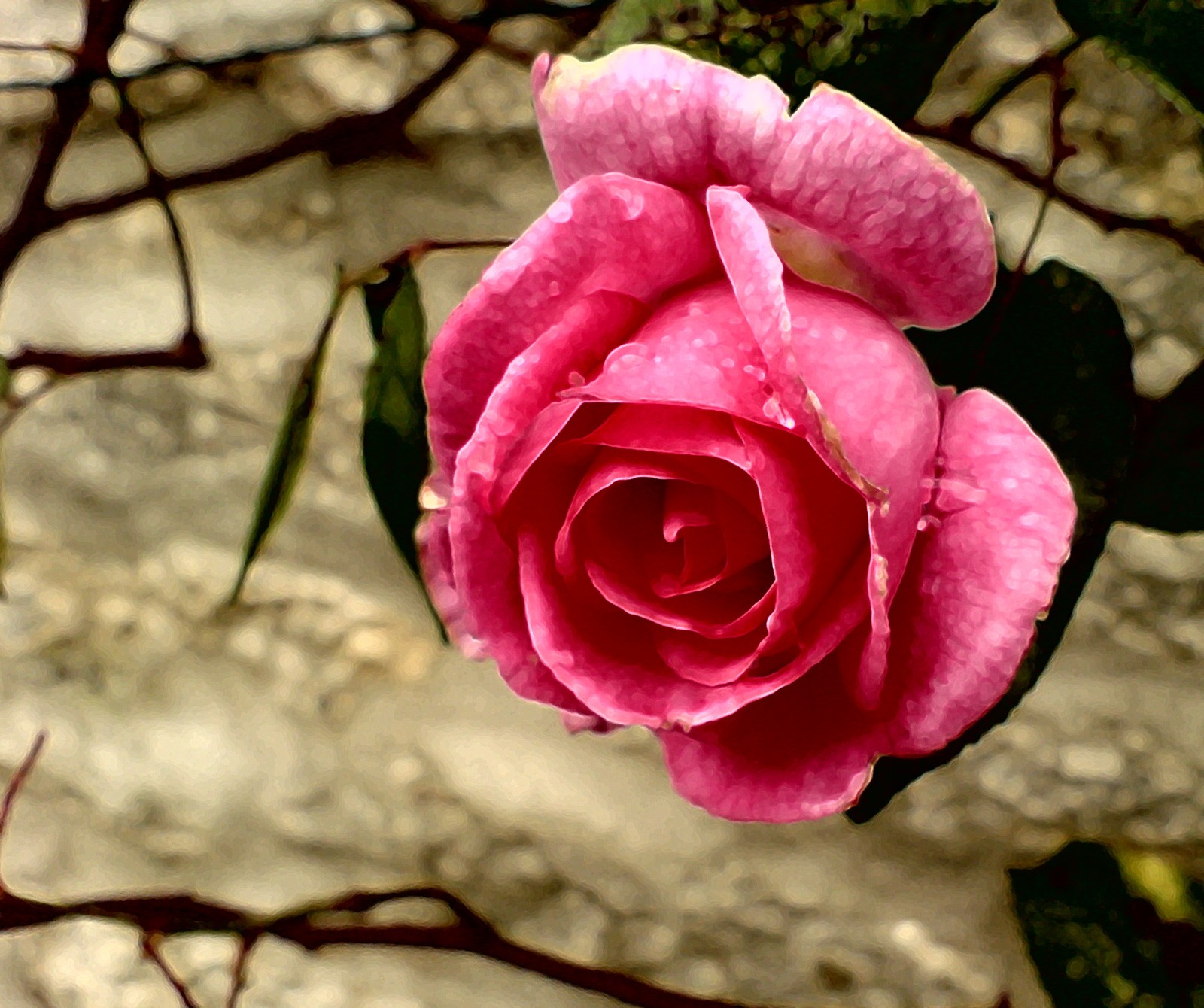 Hay una rosa rosa que está floreciendo en el jardín (naturaleza, rosa)