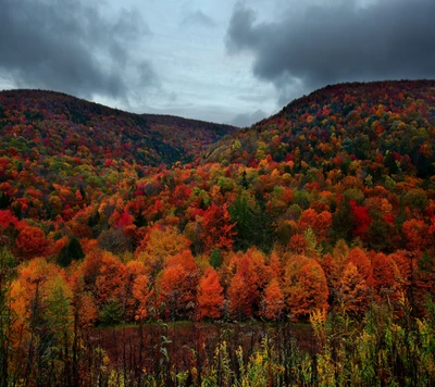 Vibrant Autumn Foliage in Mountain Landscape