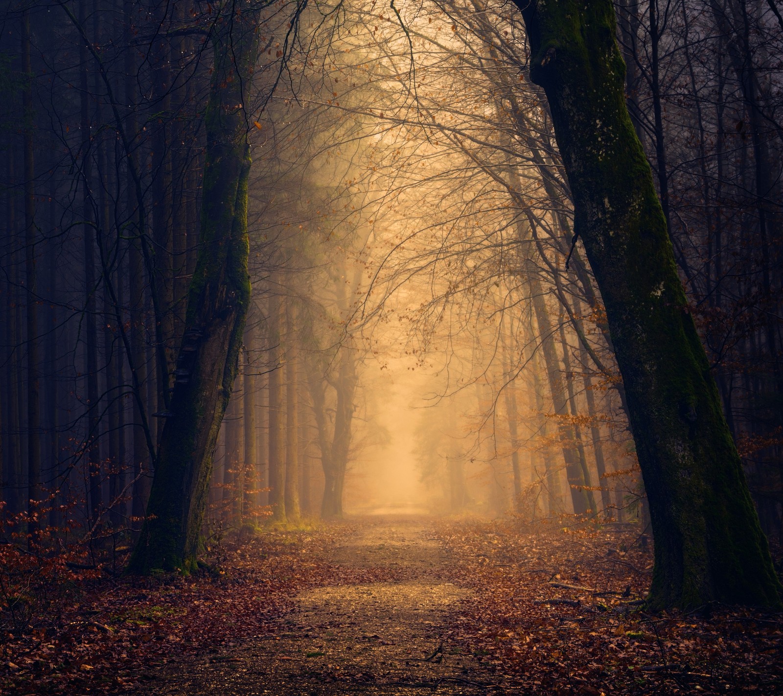 A view of a path in a forest with fog and trees (autumn, forest, nature)