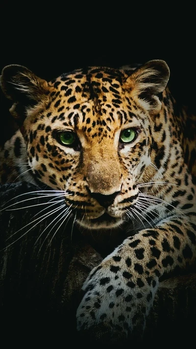 felino grande, leopardo