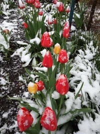 blumen, garten, mohn, schnee