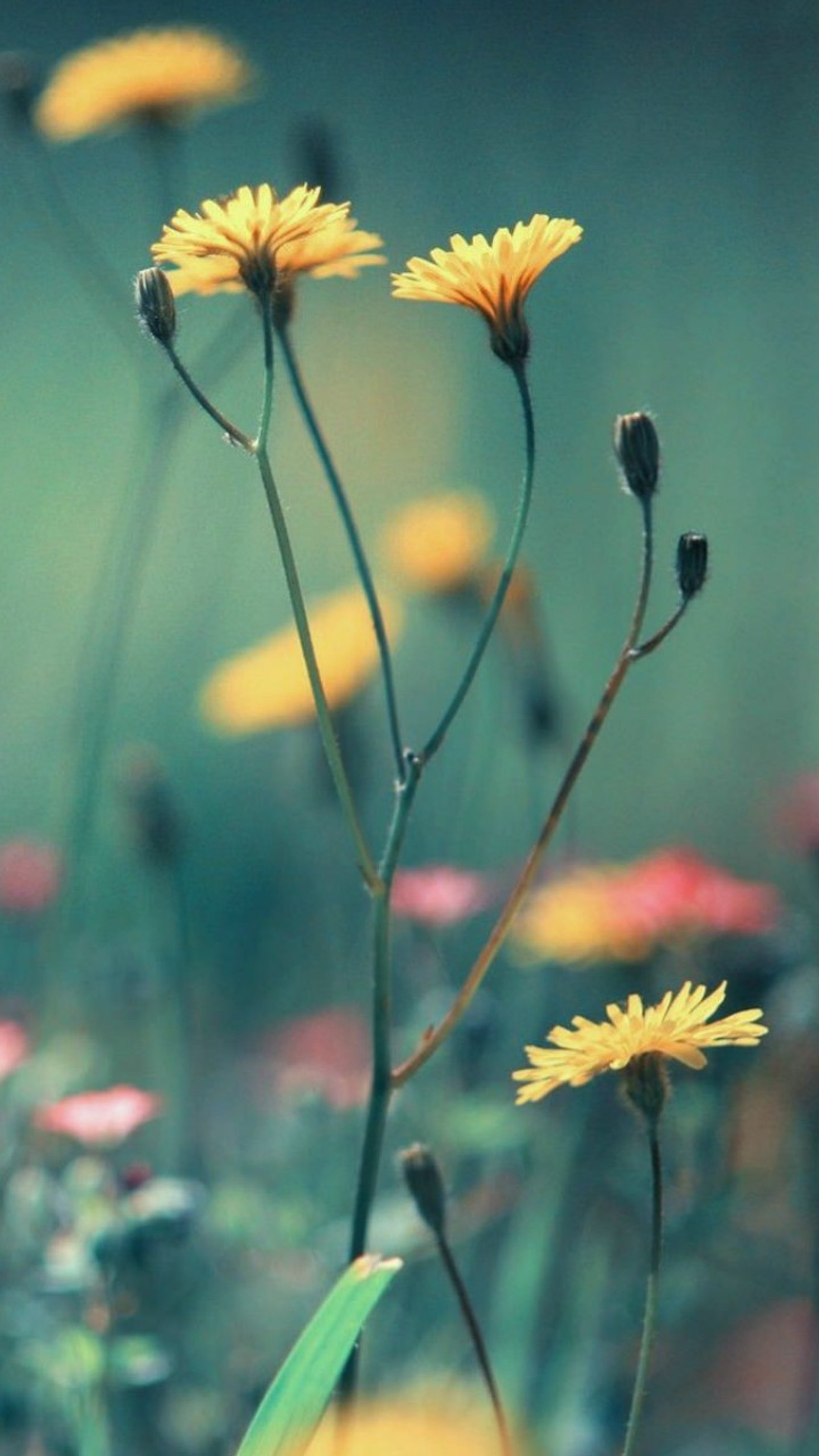 Des fleurs jaunes dans un champ avec un fond flou (beau, champs, fleurs)