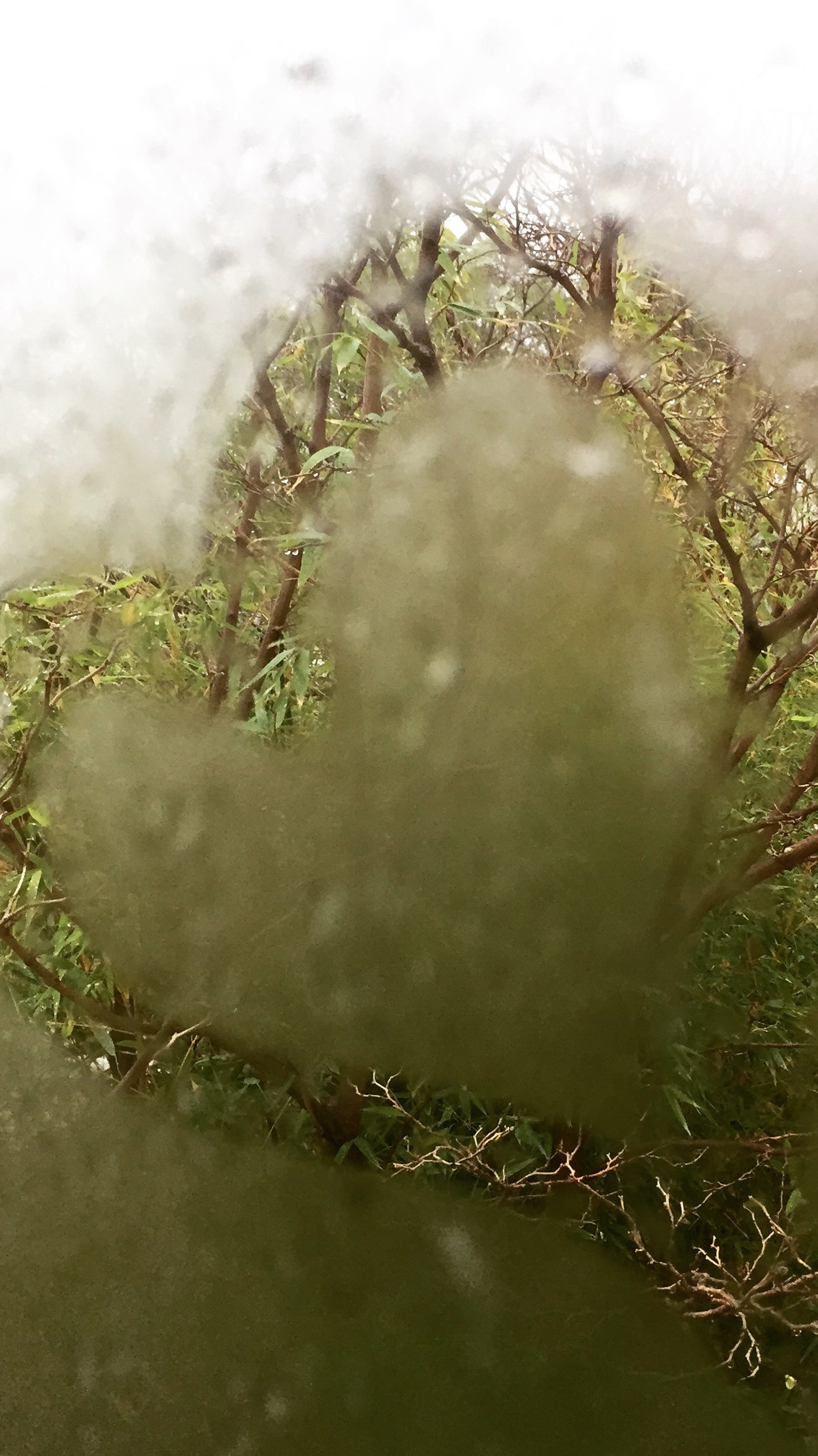 Vue d'un arbre à travers une fenêtre en forme de cœur (cœur, pluie)