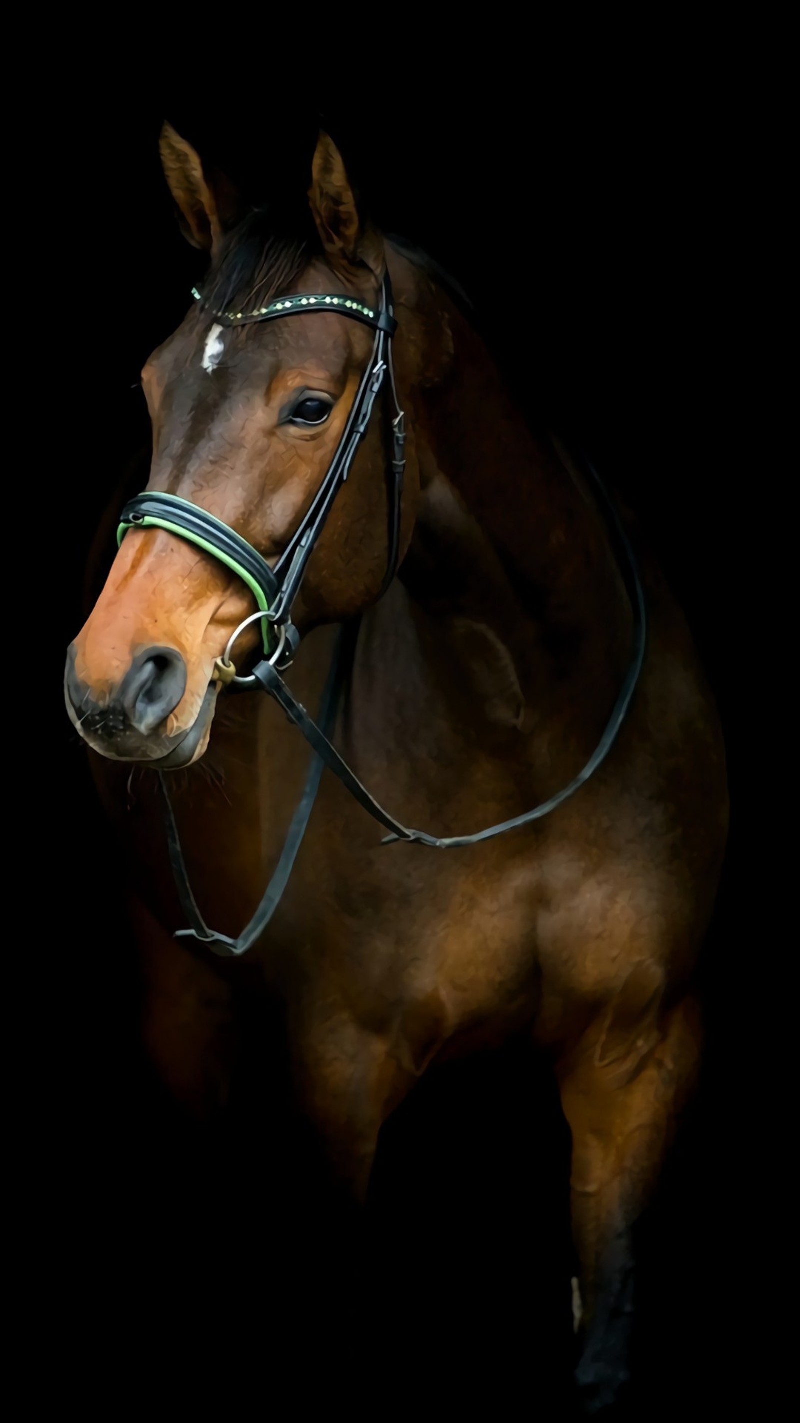 Descargar fondo de pantalla animal, marrón, hd, caballo, fotografía