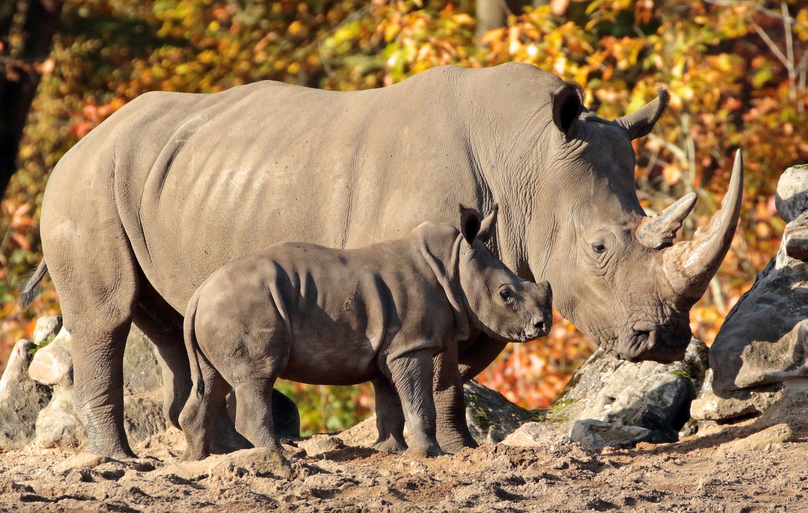 rhinoceros, wildlife, terrestrial animal, black rhinoceros, snout Download Wallpaper