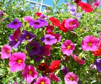 Flores de verano vibrantes: Una exhibición colorida de petunias