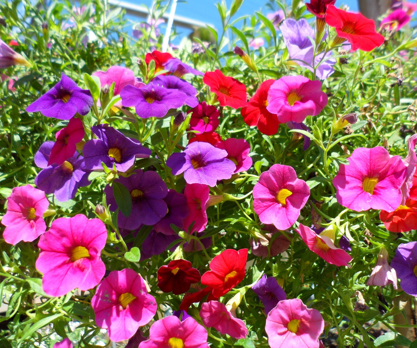 Flores roxas e vermelhas em um vaso do lado de fora. (flor, foozma73, bonito, verão)