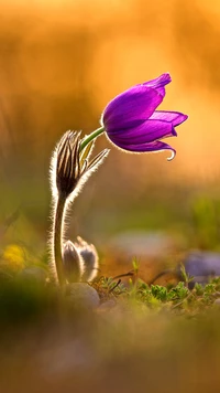 Fleur violette sauvage dans une lumière douce