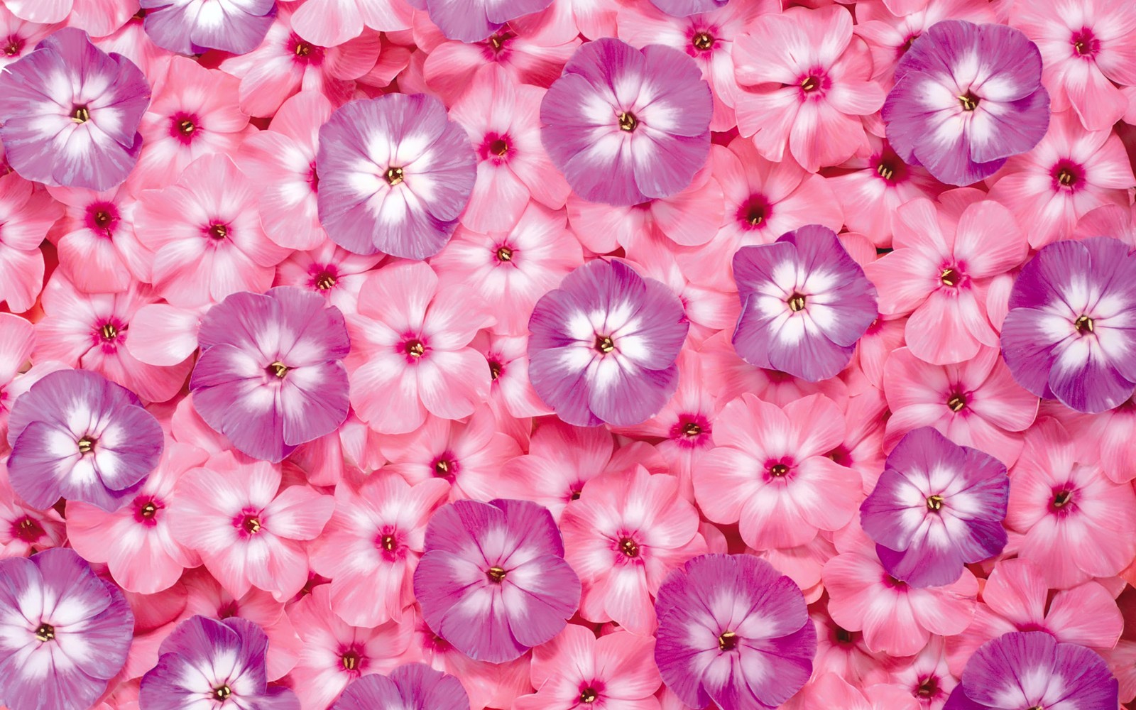 A close up of a bunch of pink and purple flowers (pink, petal, purple, plant, flowering plant)