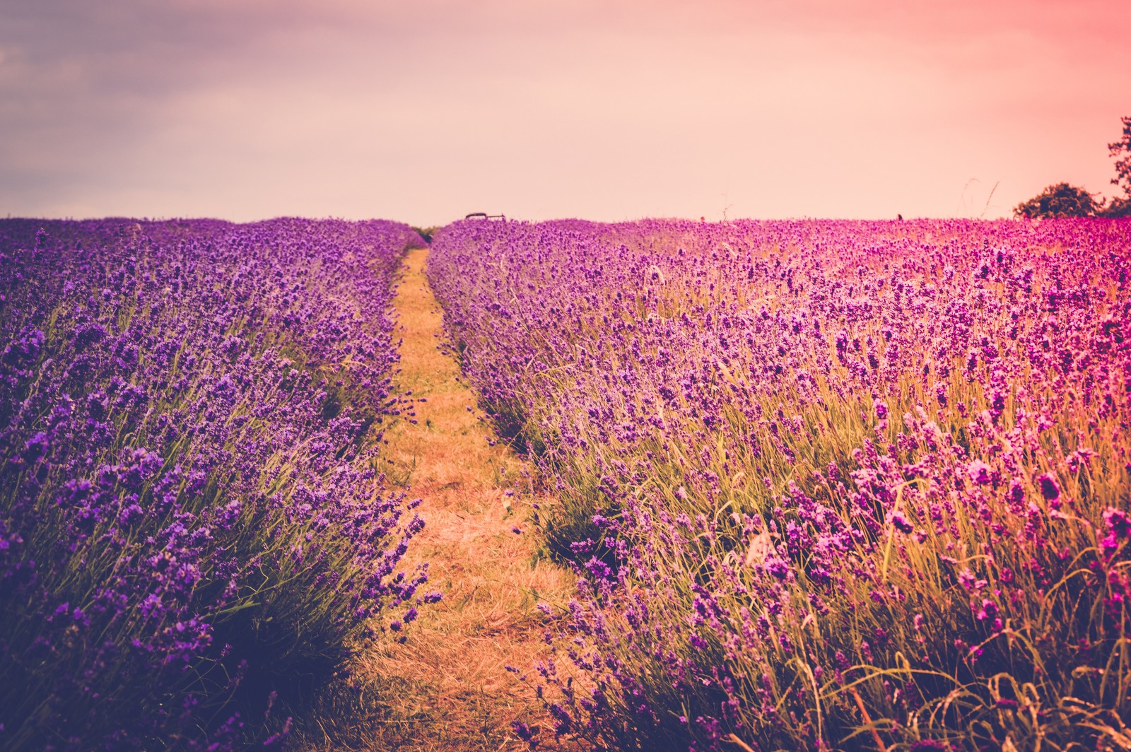 Um campo de lavanda com um caminho levando ao horizonte (roxo, flor, lavanda, campo, violeta)