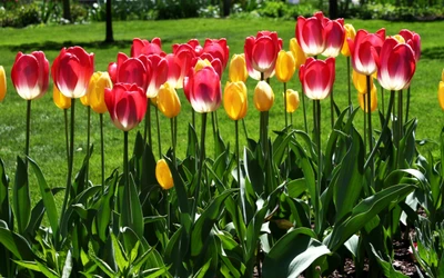 blühende pflanze, blütenblatt, botanischer garten, frühling, wiese