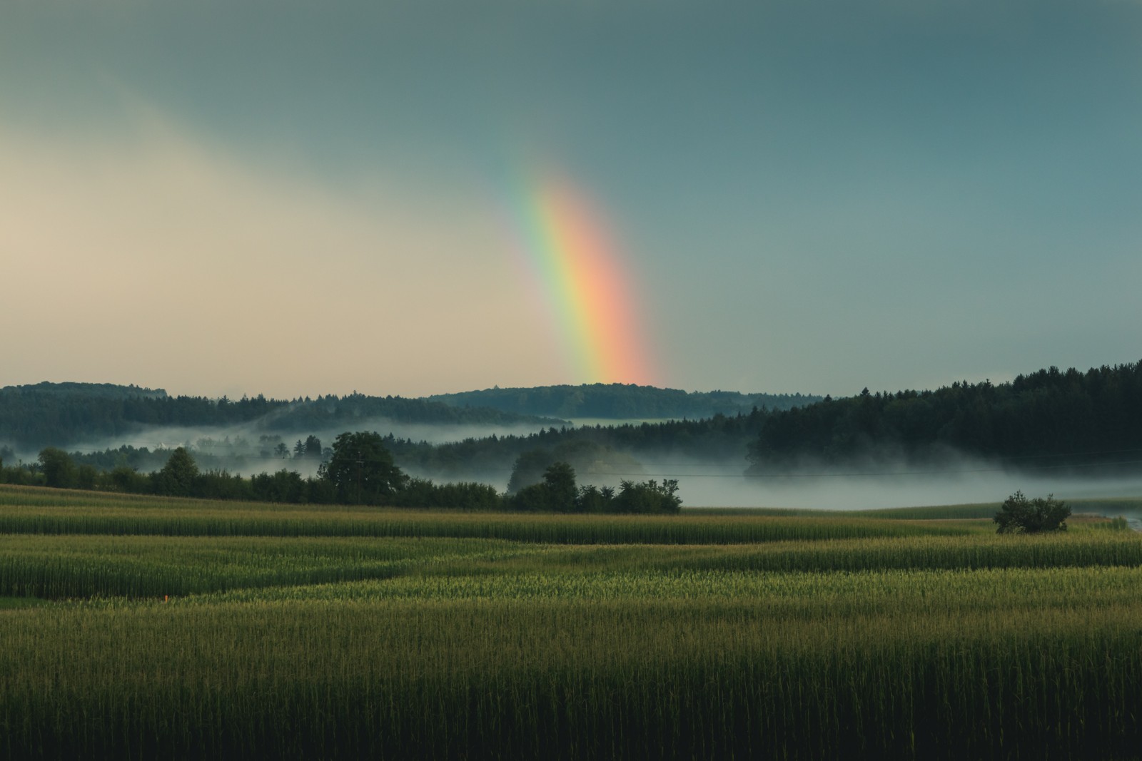 Arc-en-ciel au-dessus d'un champ avec un arc-en-ciel dans le ciel (arc en ciel, nature, vert, paysage naturel, nuage)