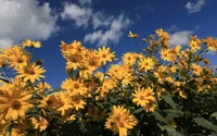 Flores silvestres amarillas vibrantes bajo un cielo azul brillante