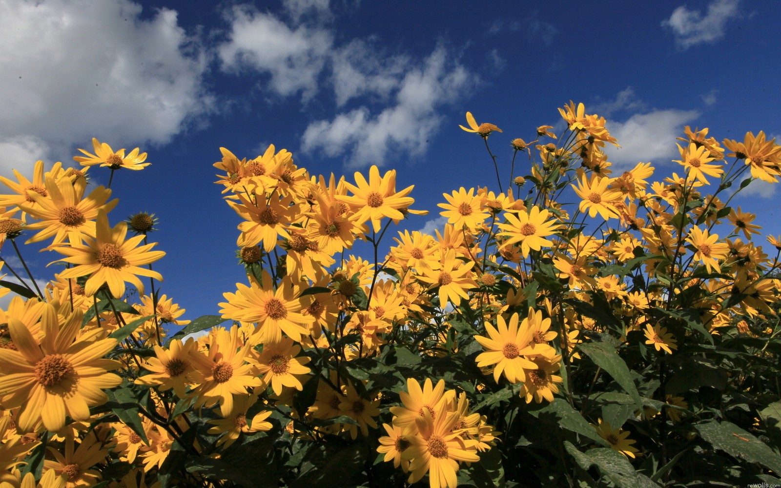 Des fleurs jaunes dans un champ avec un ciel bleu en arrière-plan (plante à fleurs, fleur, fleur sauvage, jaune, plante)