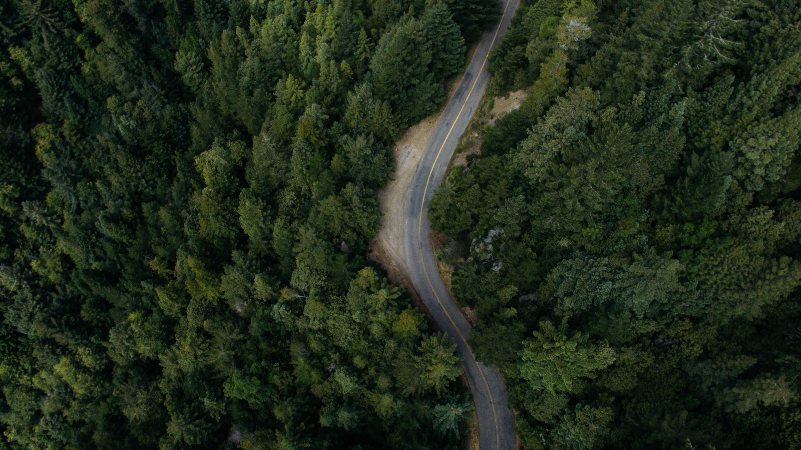 Vue aérienne d'une route sinueuse au milieu d'une forêt (arbre, forêt, végétation, réserve naturelle, forêt tropicale)