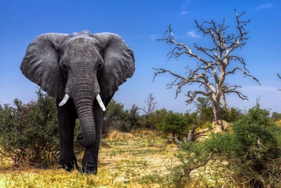 elephant, wildlife, elephants and mammoths, terrestrial animal, african elephant