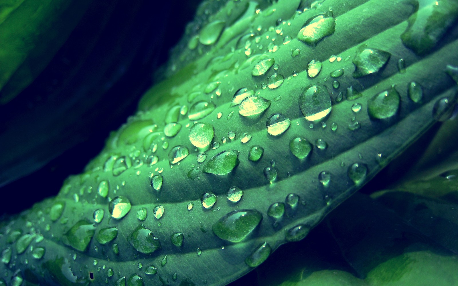 A close up of a green leaf with water droplets on it (green, water, dew, moisture, drop)