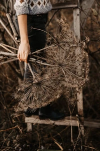 naturaleza, ramo, árbol, moda, hoja