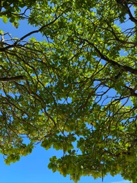 Canopée de feuilles caduques contre un ciel bleu clair