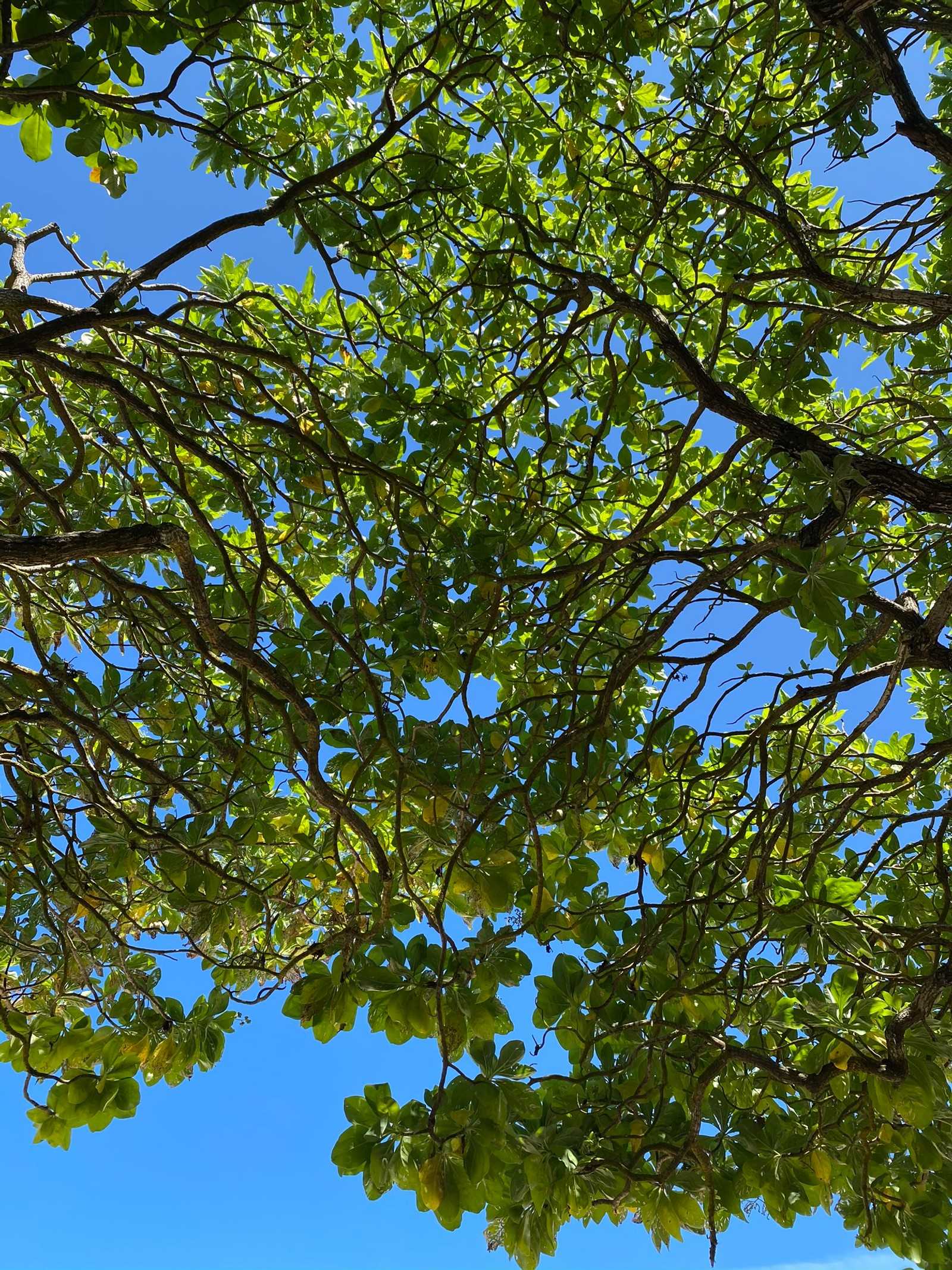 Eine bank unter einem baum am strand (zweig, blatt, laubabwerfend, natur, vegetation)