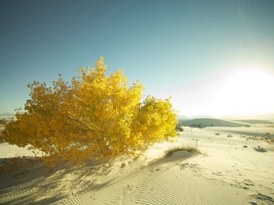 Árbol dorado en un paisaje desértico sereno al amanecer