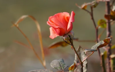 Zarter rosa Knospe umgeben von grünen Blättern.