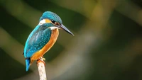 kingfisher, bird, birds, animals, animal wallpaper