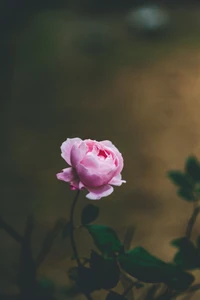 flor, rosa, rosas de jardín, pétalo, familia rosaceae