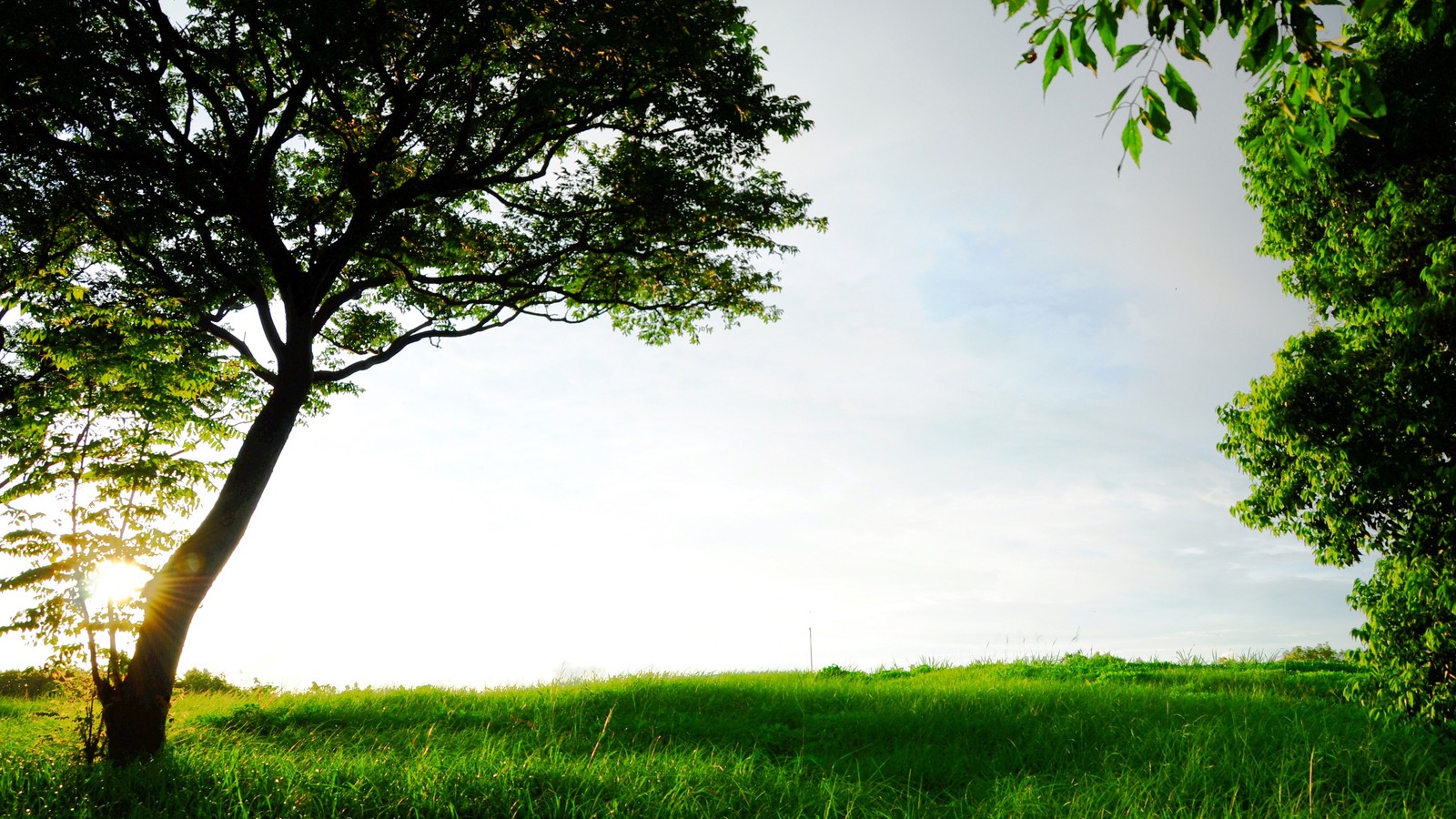 Une girafe assise sous un arbre dans un champ herbeux avec le soleil brillant à travers les arbres (arbre, vert, nature, végétation, plante ligneuse)