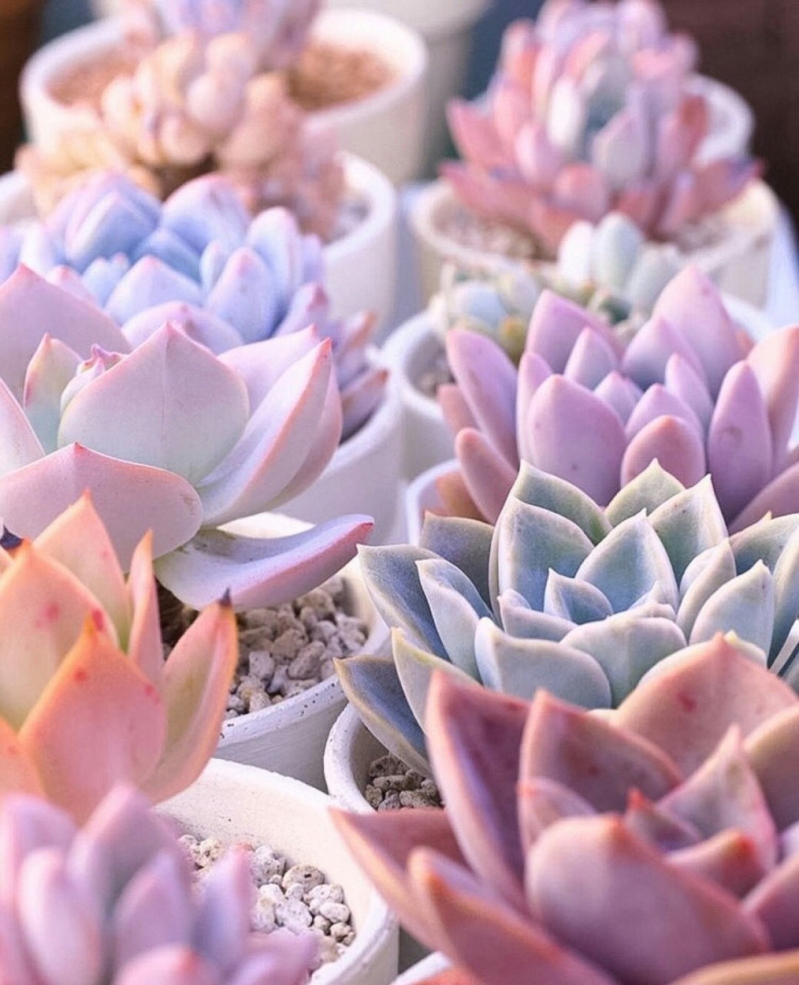 There are many different types of succulents in small pots (succulent plant, cactus, pastel, flower, pink)