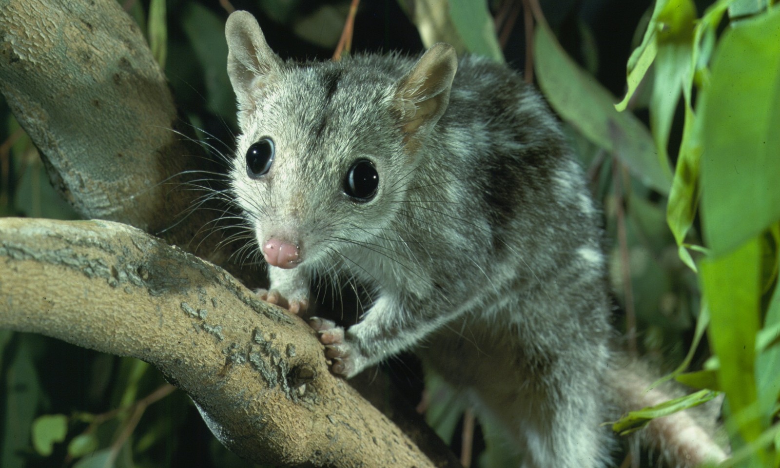 Um close em um pequeno animal em um galho de árvore (roedor, bigodes, animal terrestre, marsupial, focinho)