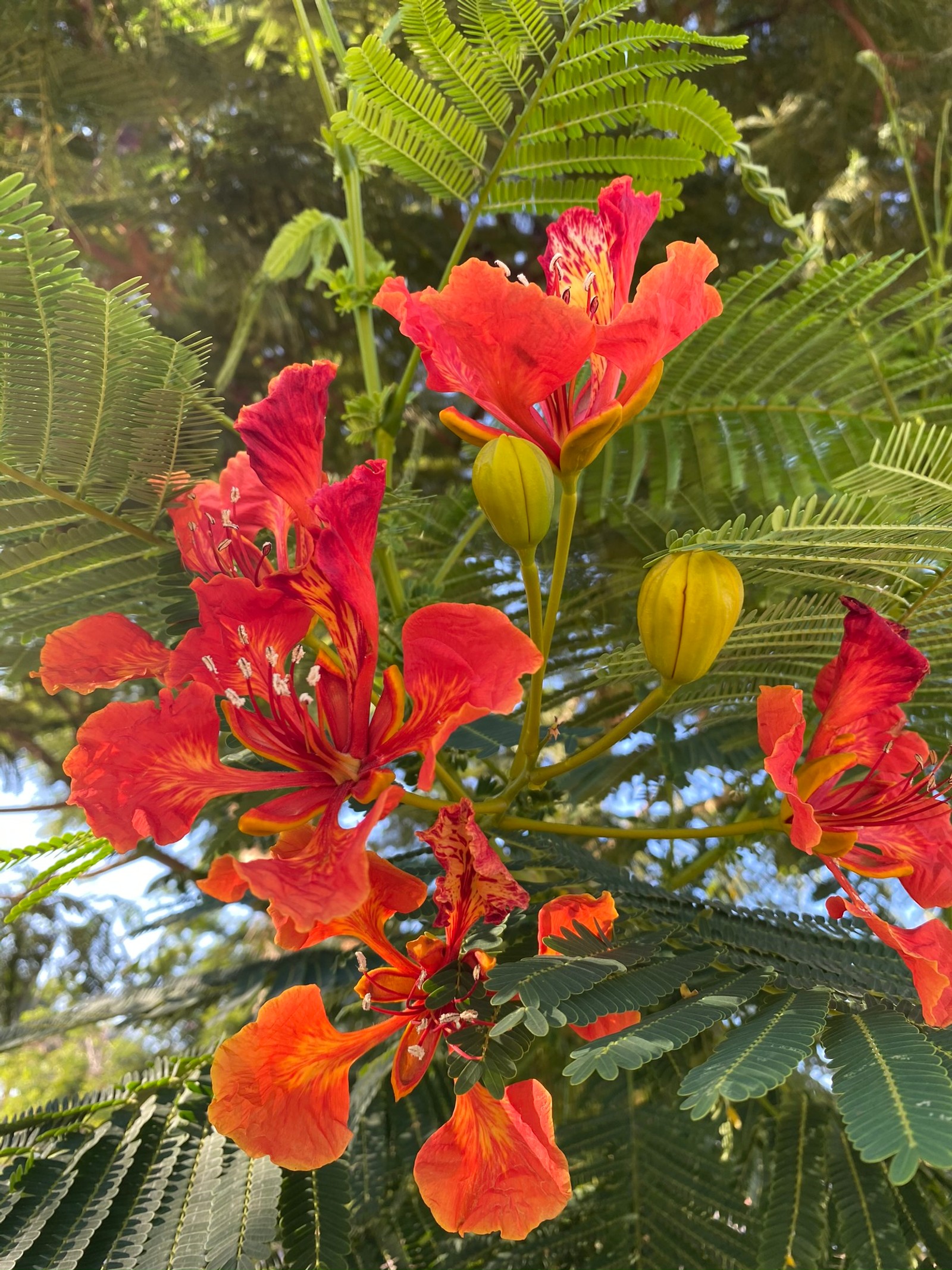 Hay una flor roja que crece en un árbol (flora, planta floreciendo, planta anual, biología, ciencia)