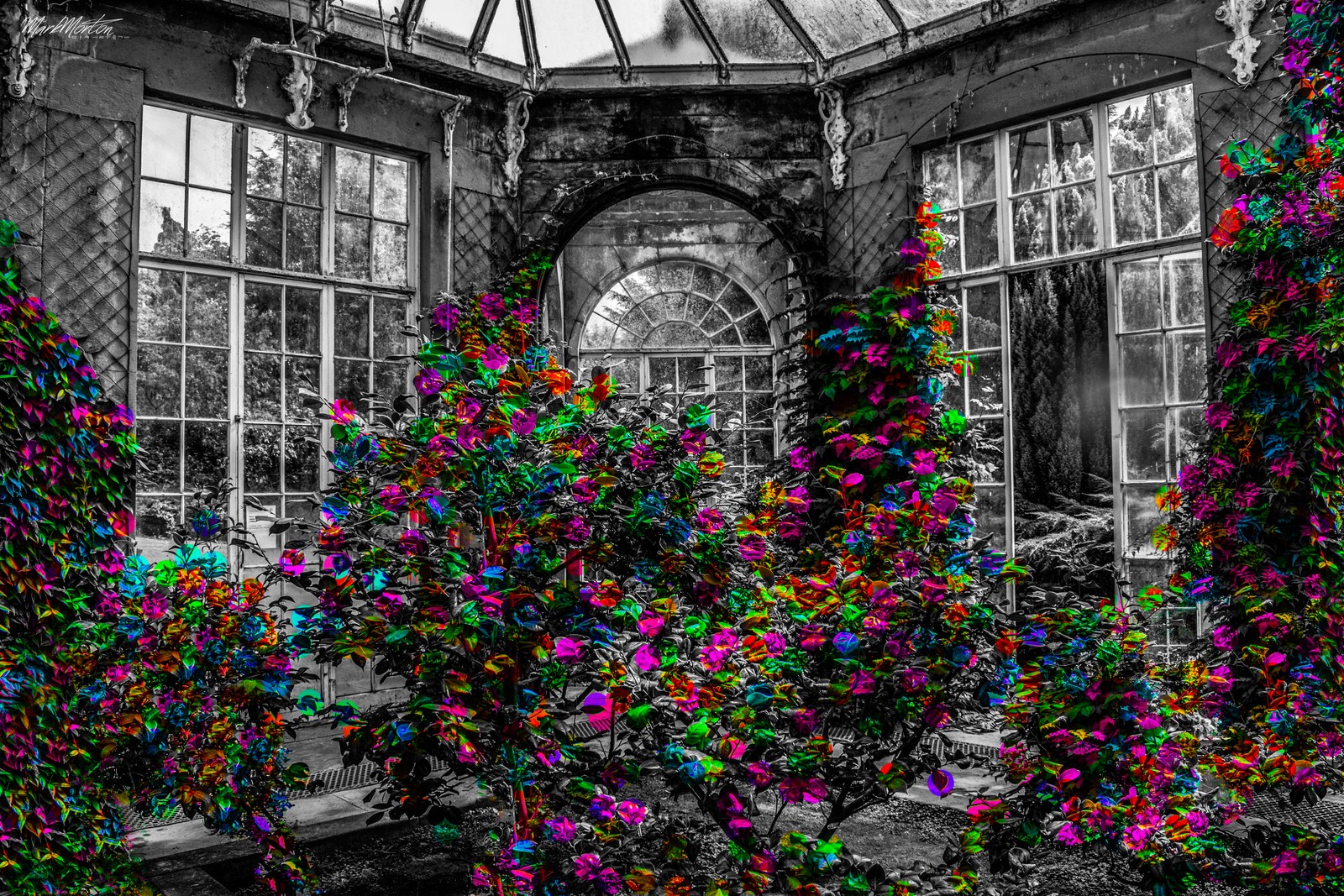 A black and white photo of a building with a bunch of flowers (flower, symmetry, glass, wall, window)