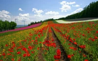 Pradera de flores silvestres vibrante en el jardín botánico de Japón