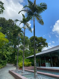 Tropical Palm Trees Enhancing Garden Landscape