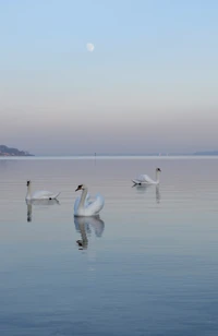 Serene Schwäne gleiten über ruhige Gewässer bei Sonnenaufgang