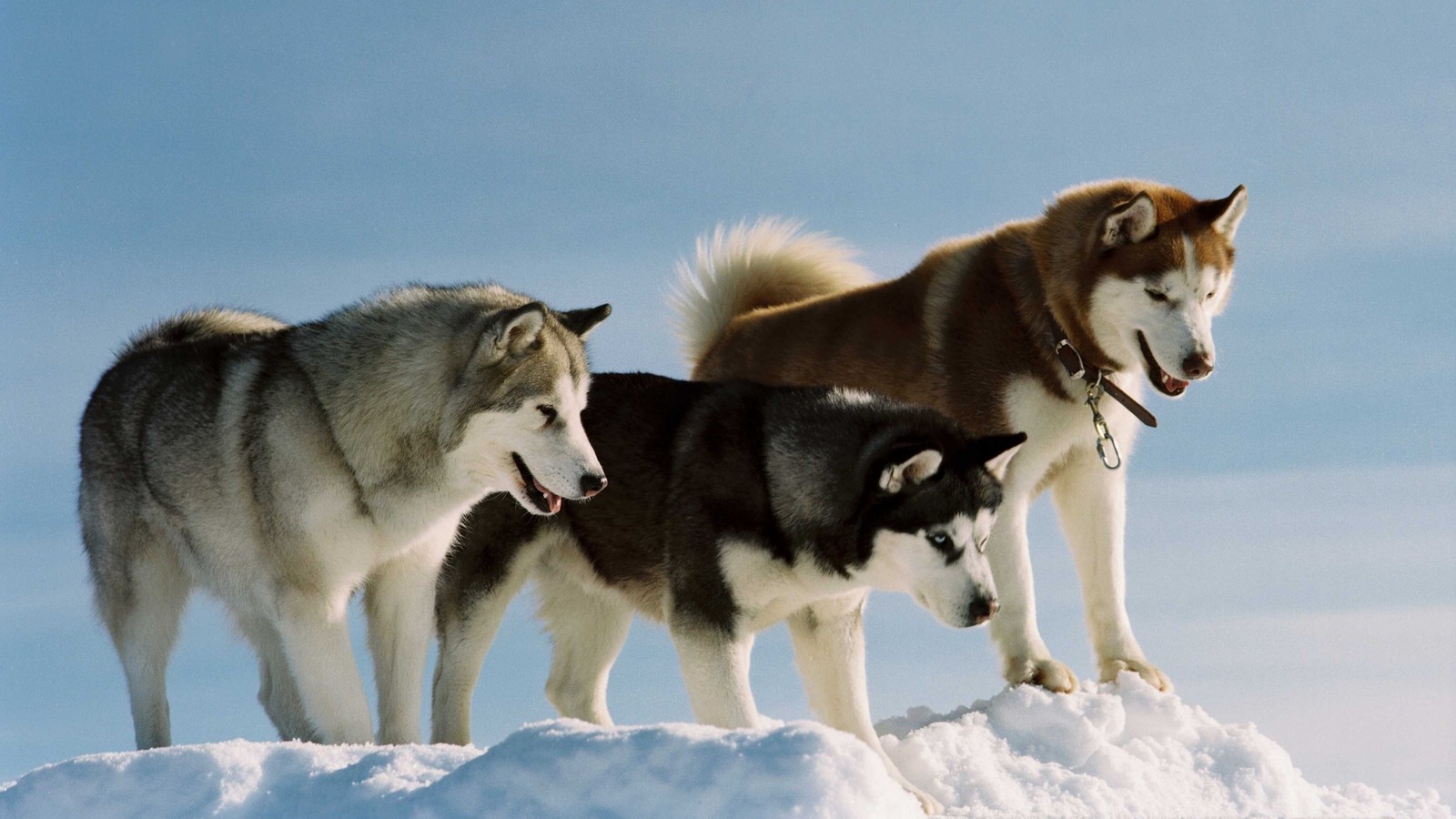 dog, siberian husky, greenland dog, alaskan malamute, sakhalin husky wallpaper