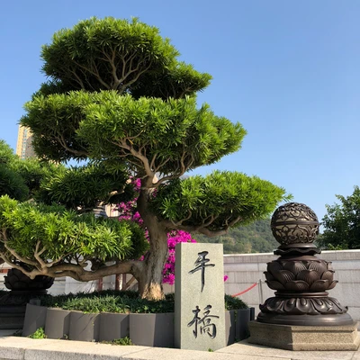 hong kong, árbol, bonsái, planta leñosa, arbusto