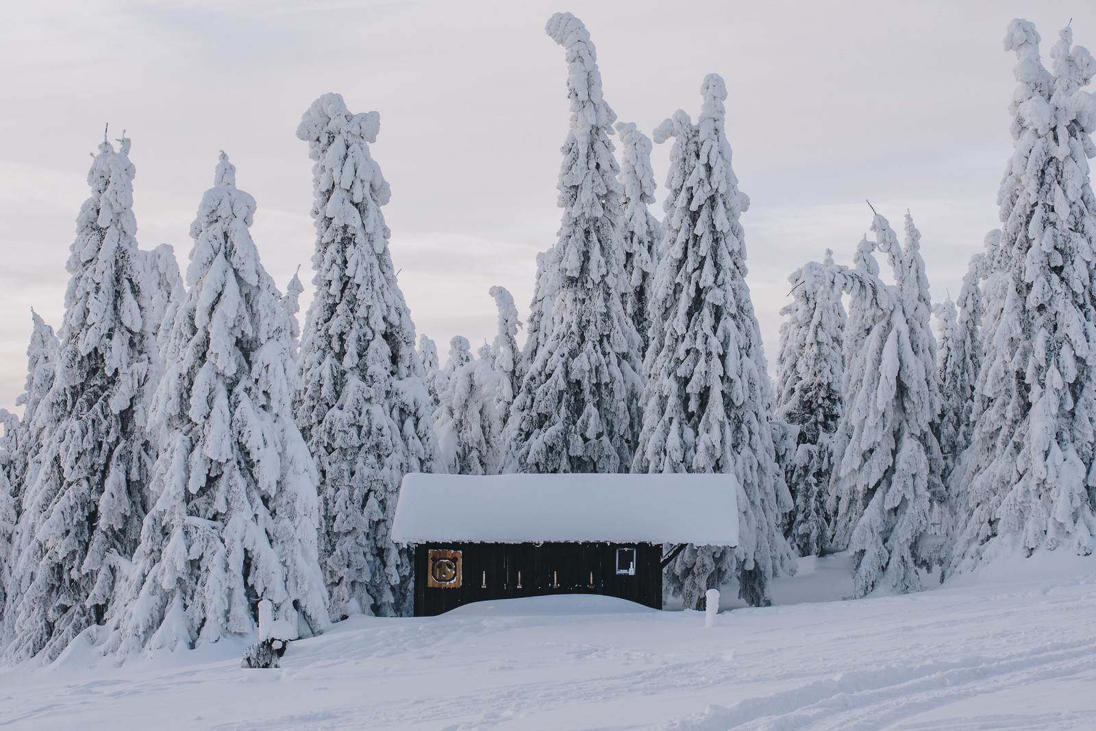 snow, winter, building, plant, window wallpaper