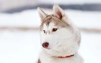 siberian husky, puppy, saarloos wolfdog, husky, dog breed wallpaper