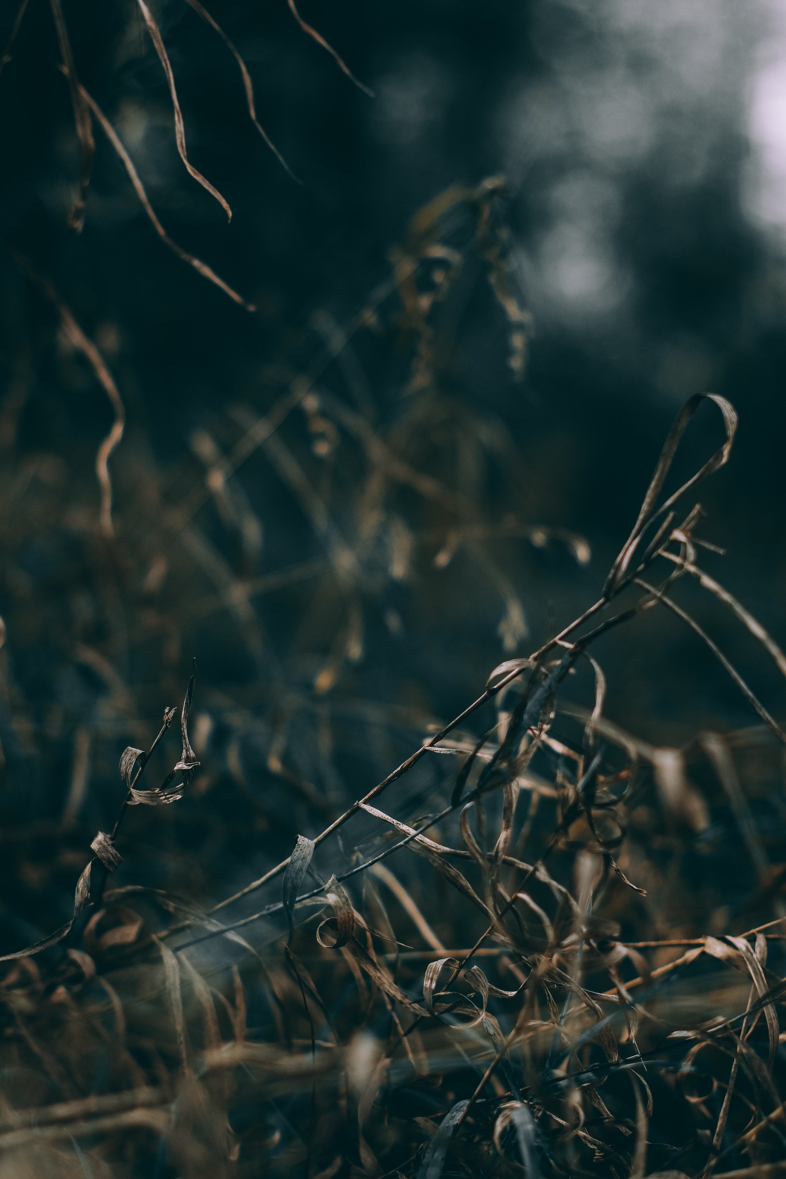 Il y a un petit oiseau assis sur une branche dans l'herbe (nature, eau, branche, feuille, herbe)