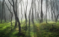 Caminho florestal enevoado em uma floresta encantada