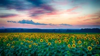 Campo de girassóis vibrante sob um céu de pôr do sol colorido